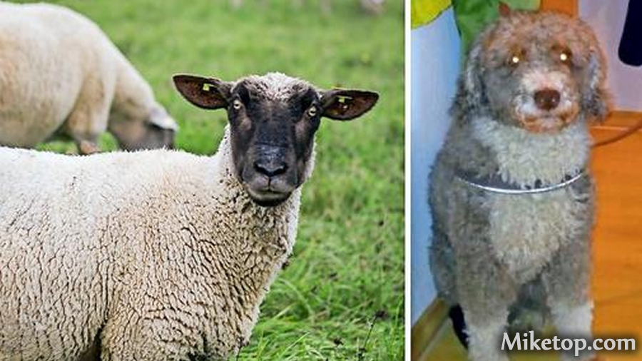 Hund als Schaf angegeben Miketop